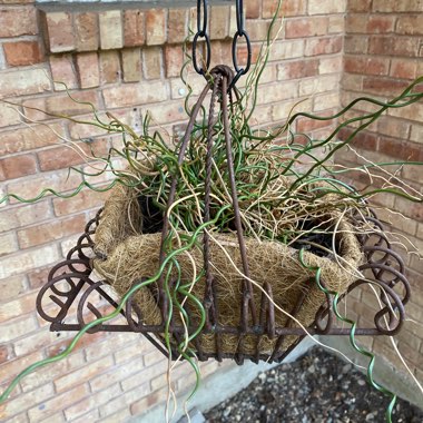 Juncus effusus f. 'Spiralis' syn. Juncus effusus 'Spiralis' dwarf