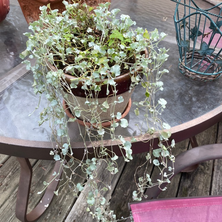 Plant image Dichondra repens