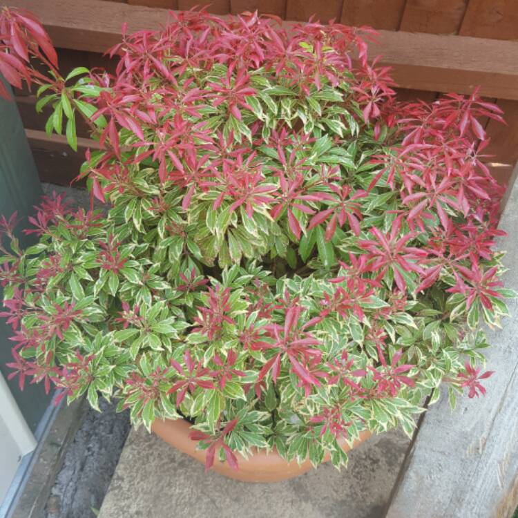 Plant image Pieris japonica 'Carnaval'