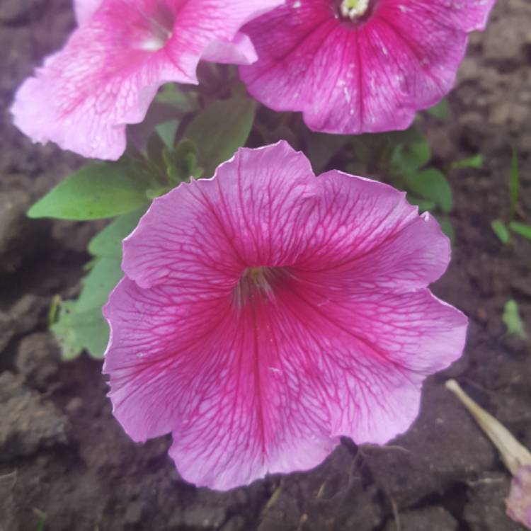 Plant image Petunia 'Frenzy Mix'