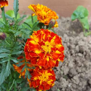 French marigold