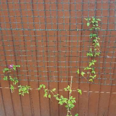 Clematis 'Madame Julia Correvon'