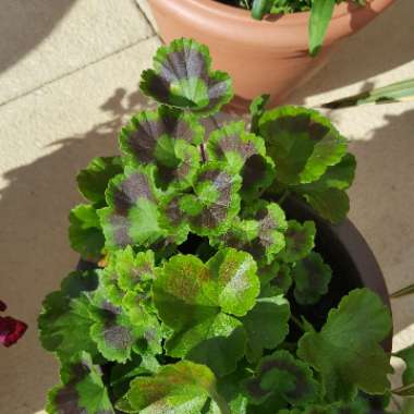 Cranesbill (Geranium)