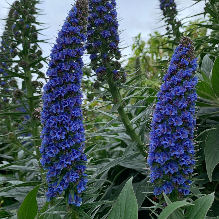 Plant image Echium candicans syn. Echium fastuosum