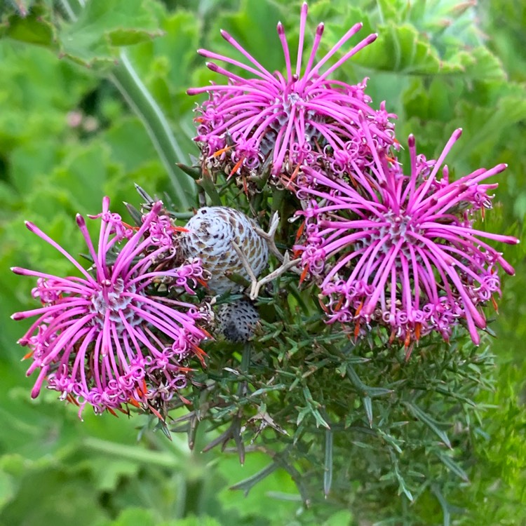 Plant image Isopogon Formosus 'Candy Cones'