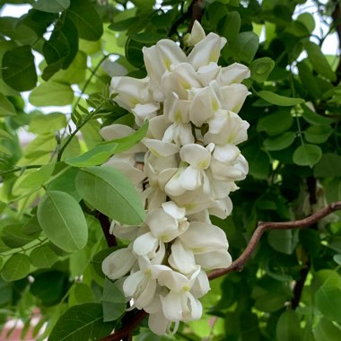 Robinia Pseudoacacia 'Umbraculifera'