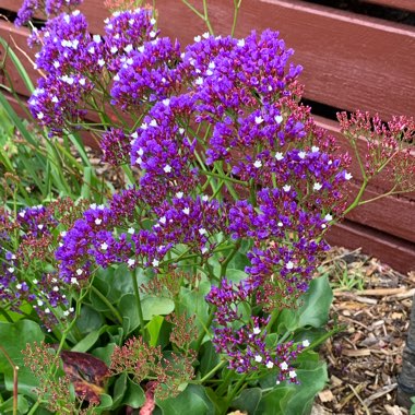 Limonium perezii