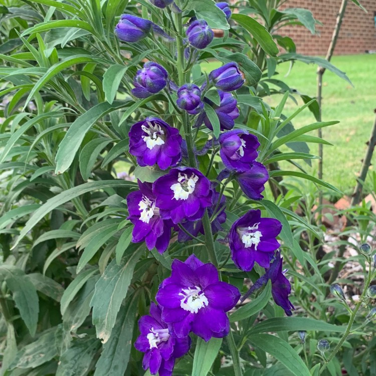 Plant image Delphinium 'Ariel'