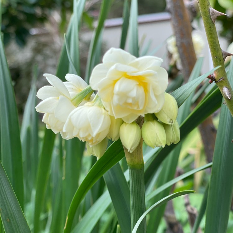 Plant image Narcissus