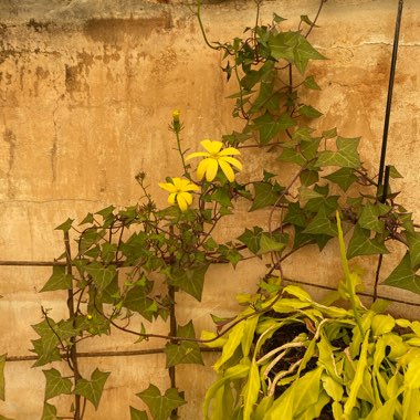 Senecio macrogiossus