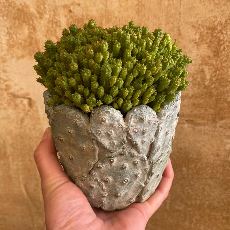 Plant image Euphorbia Mammillaris cv. Minima