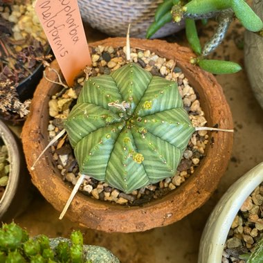 Euphorbia Meloformis