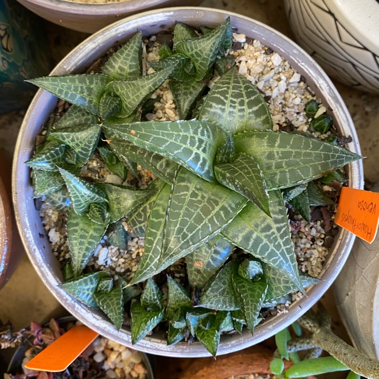 Plant image Haworthia venosa