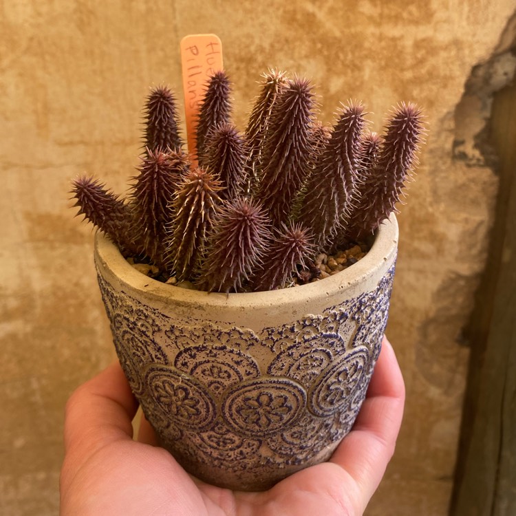 Plant image Huernia pillansii