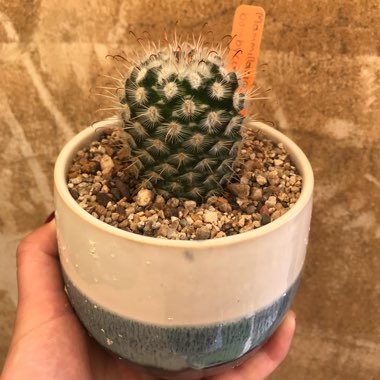 Mammillaria bombycina