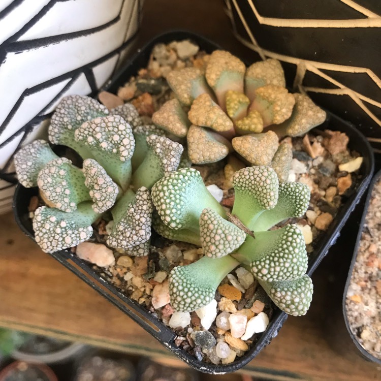 Plant image Titanopsis