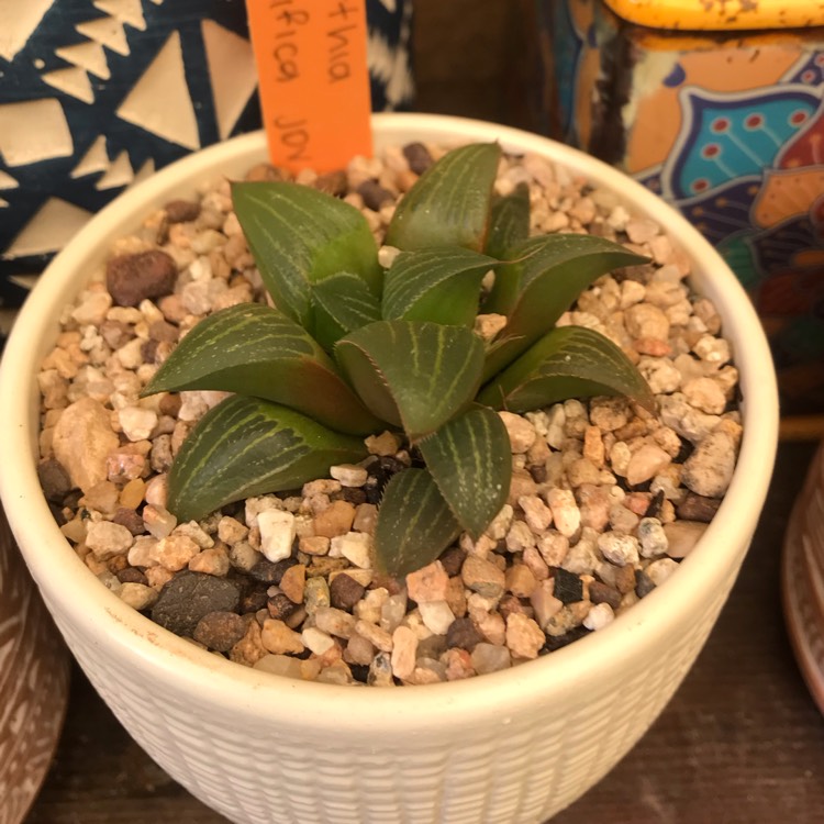 Plant image Haworthia magnifica