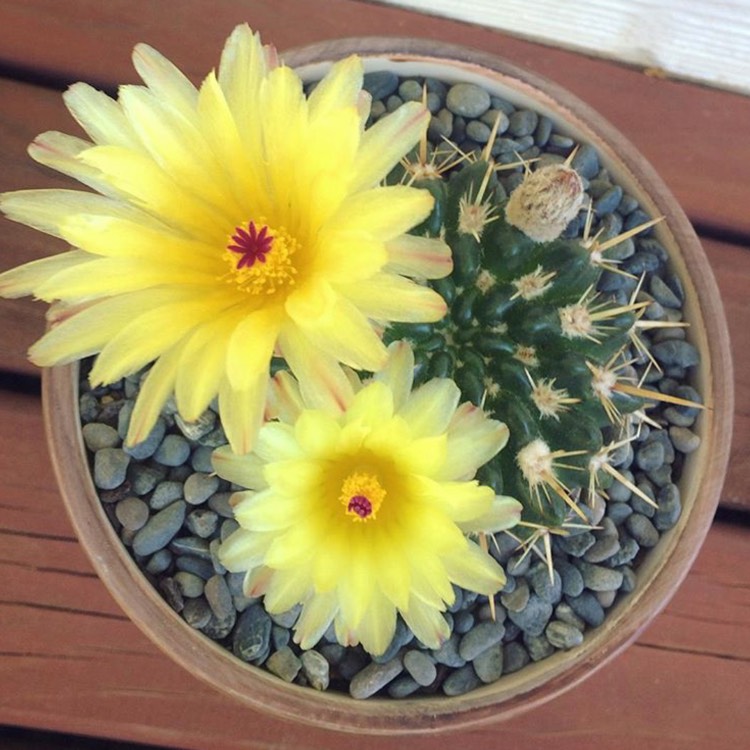 Plant image Parodia Mammulosa syn. Notocactus roseoluteus