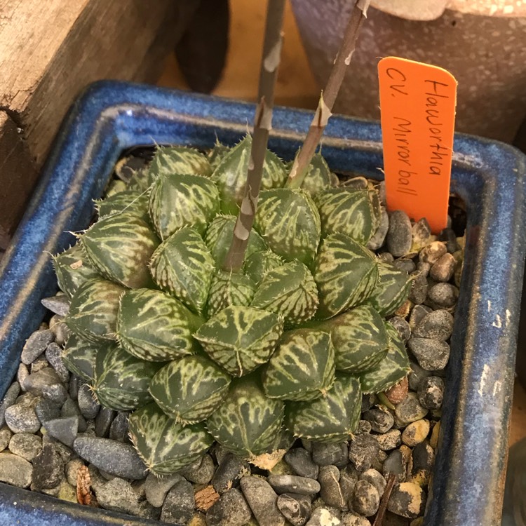 Plant image Haworthia Mirrorball