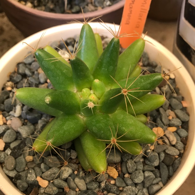 Plant image Mammillaria longimamma