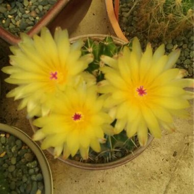 Parodia Mammulosa syn. Notocactus roseoluteus