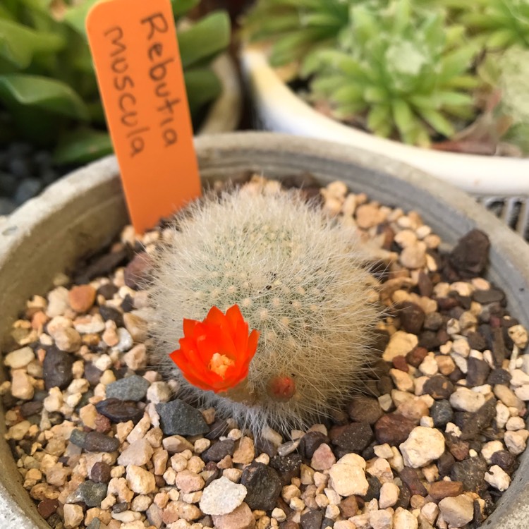 Plant image Rebutia fiebrigii 'Muscula' syn. Rebutia muscula