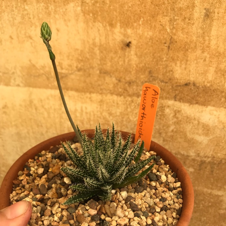 Plant image Aloe haworthioides