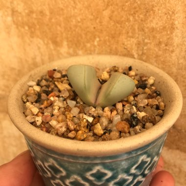 Lapidaria margaretae syn. Mesembryanthemum margaretae