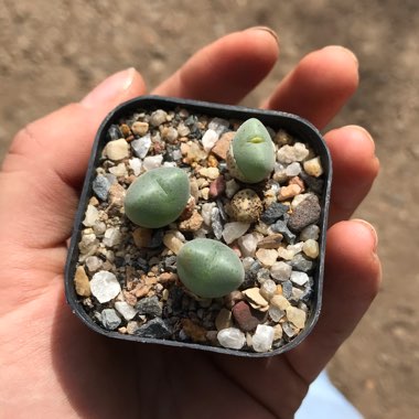 Conophytum bilobum syn. Derenbergia biloba, Mesembryanthemum bilobum