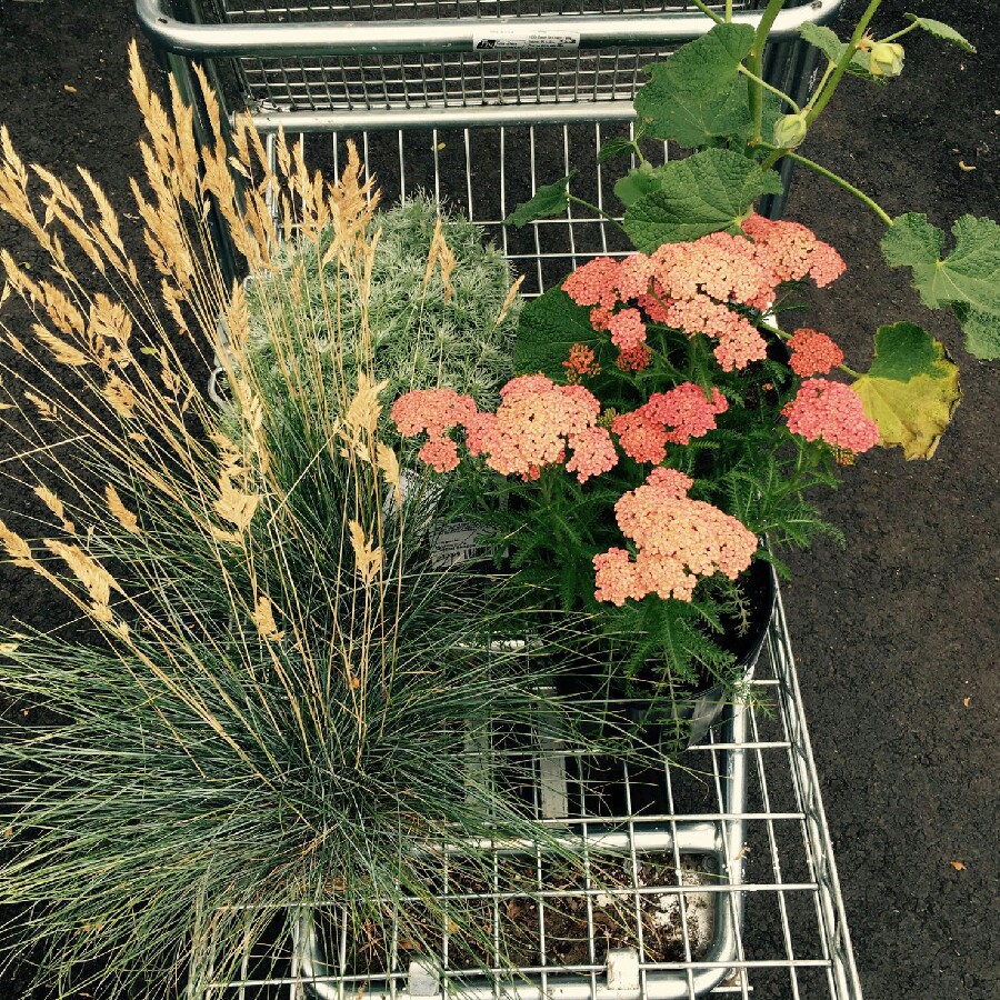 Yarrow 'Paprika'