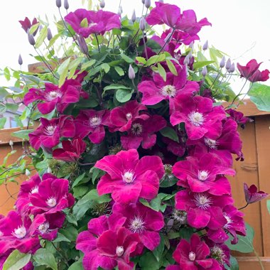 Clematis