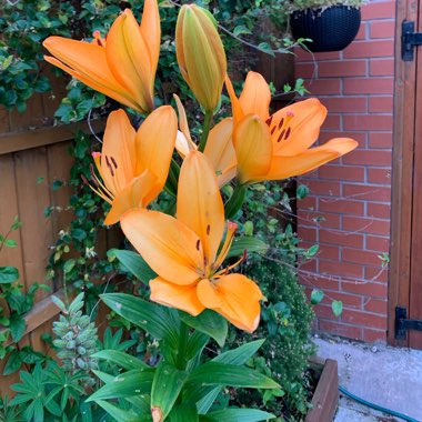 Lily (Asiatic)