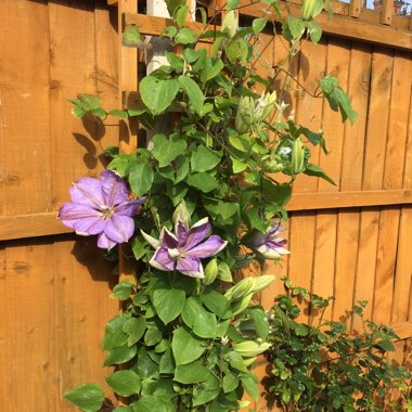 Clematis 'Mrs Cholmondeley'