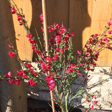 Broom 'Boskoop Ruby'