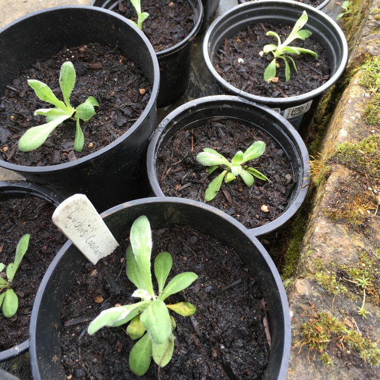 Plant image Lychnis coronaria 'Gardeners World'