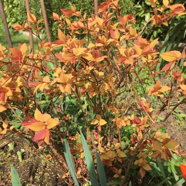 Spiraea japonica 'Goldflame' syn. Spiraea x bumalda 'Goldflame'