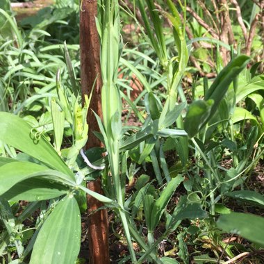 Lathyrus odoratus