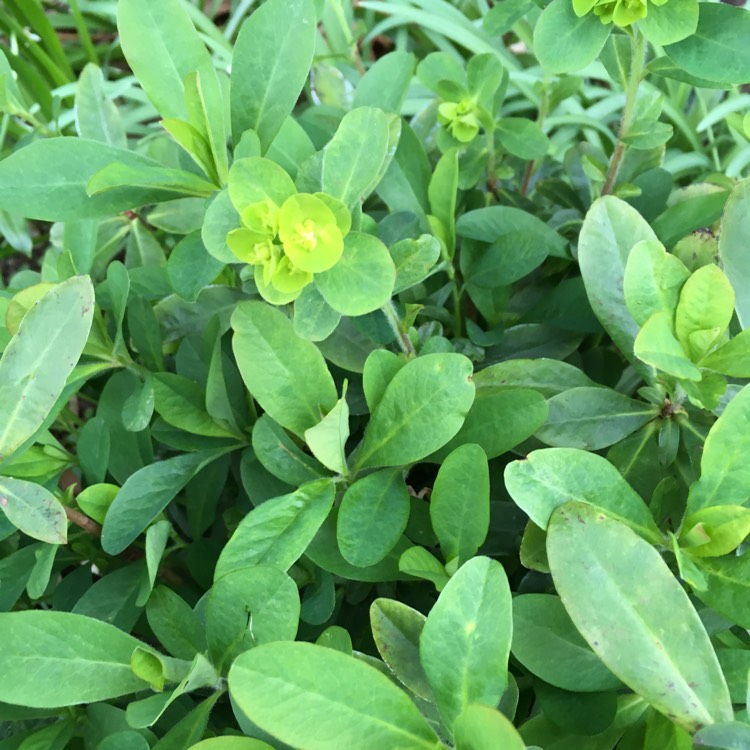 Plant image Euphorbia oblongata