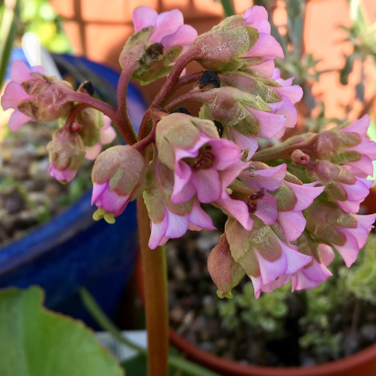 Plant image Bergenia cordifolia