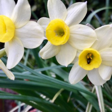 Narcissus 'Avalanche'