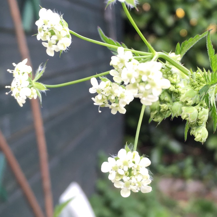 Plant image Anthriscus sylvestris