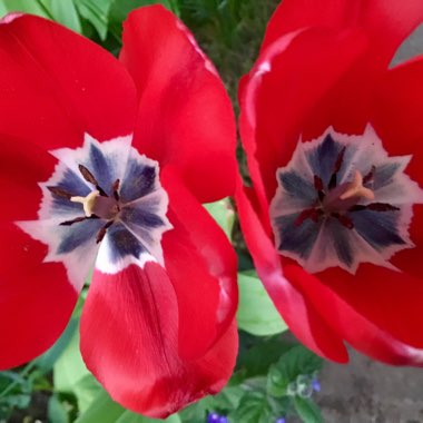 Tulipa