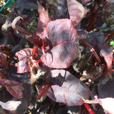 Persicaria microcephala 'Red Dragon'