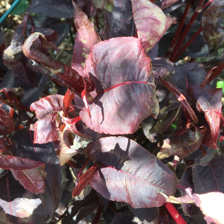 Persicaria microcephala 'Red Dragon', Red Dragon Fleece Flower ...