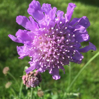 Scabiosa caucasica