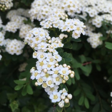 Spiraea nipponica 'Snowmound'