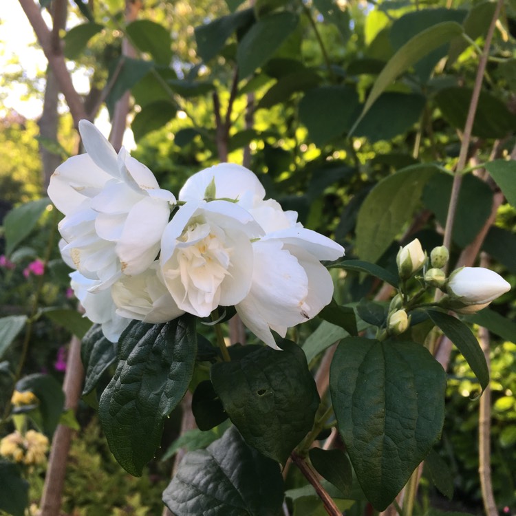 Plant image Philadelphus 'Virginal'