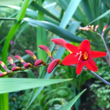 Crocosmia 'Lucifer'