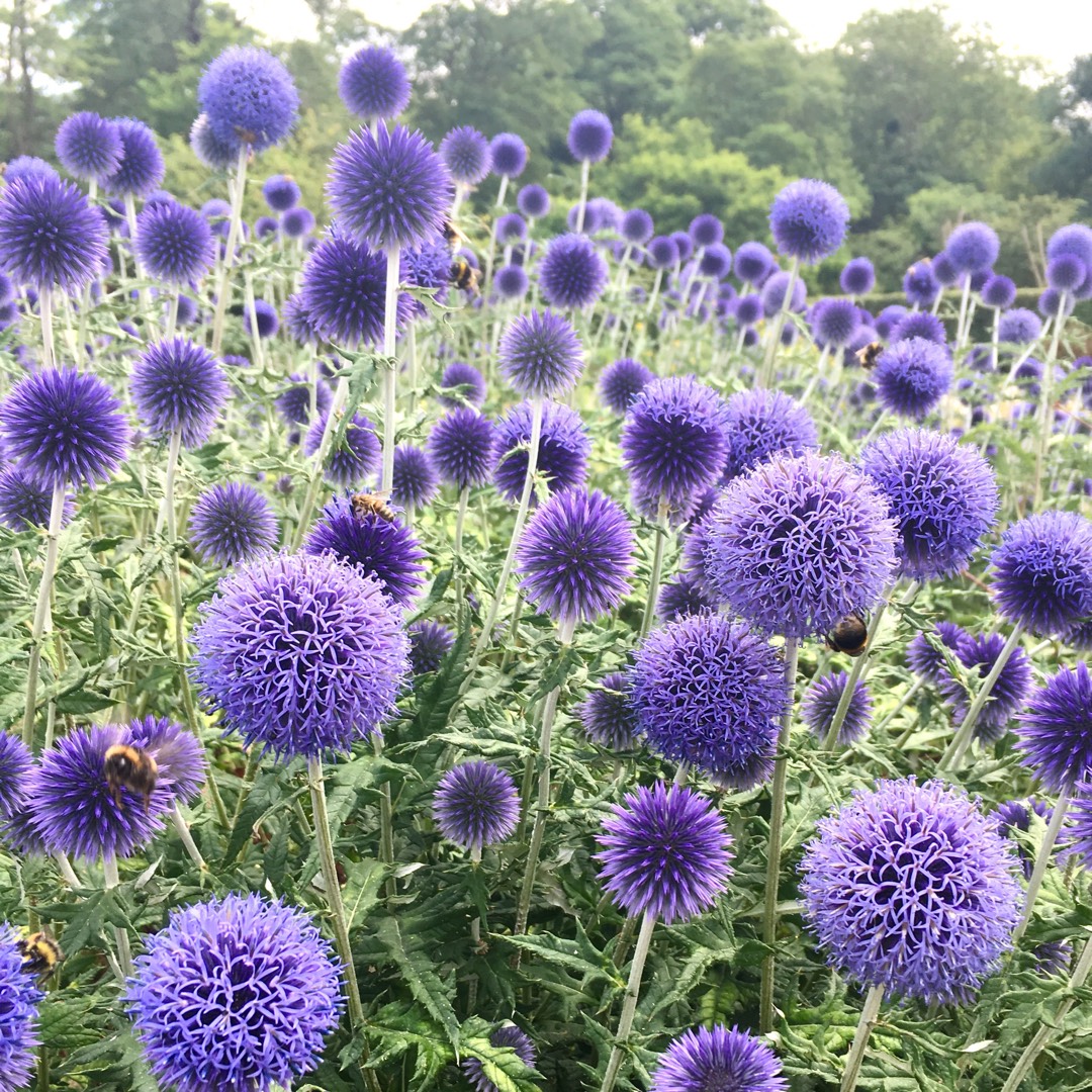 Echinops ritro 'Veitch's Blue'