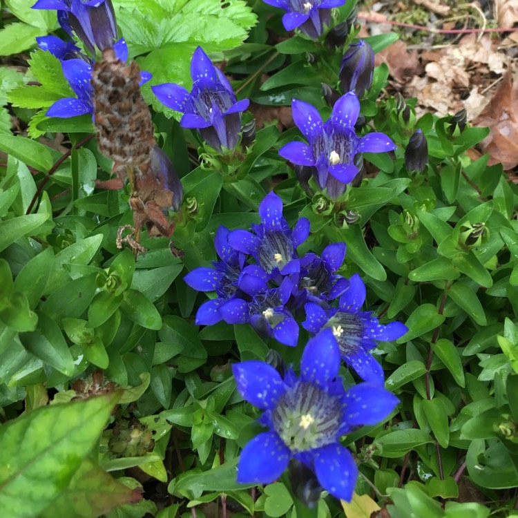 Plant image Gentiana